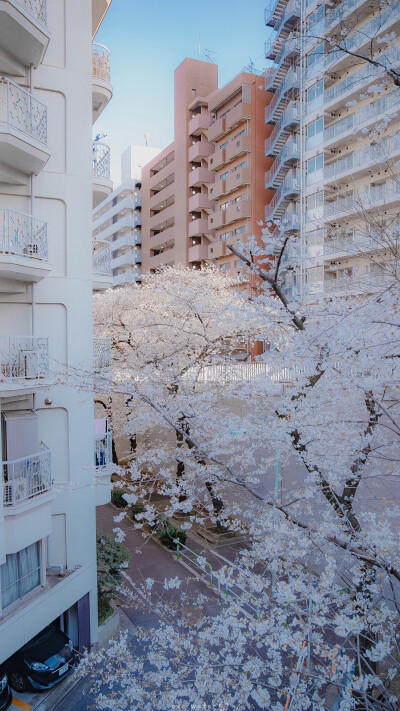 花店不开了 花继续开