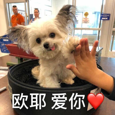 小饼干|头像分享