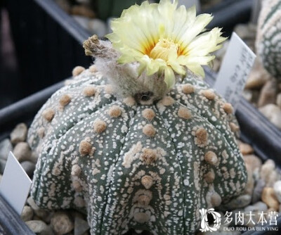 02
仙人掌科星球属 Astrophytum，又称有星属分布和品种:原产墨西哥。本属仅5种，包括兜、鸾凤玉、瑞凤玉、美杜莎。但是变种及杂交种很多，形态各异
形态: 由于全株被有白色星状小点，无刺，故称为星球属或有星属，…