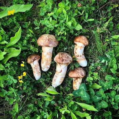 松茸
不必说，菌子界的爱马仕。学名松口蘑，大约7000年前，诞生于香格里拉的原始森林之中。松茸对生长环境要求极为苛刻，只在超过50年树龄的松、杉树根寄生，生长过程也极为缓慢，一般需要5~6年时间。