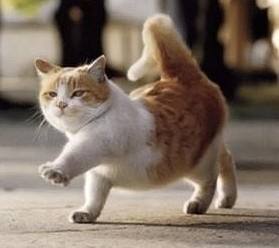 各种搞怪的猫猫