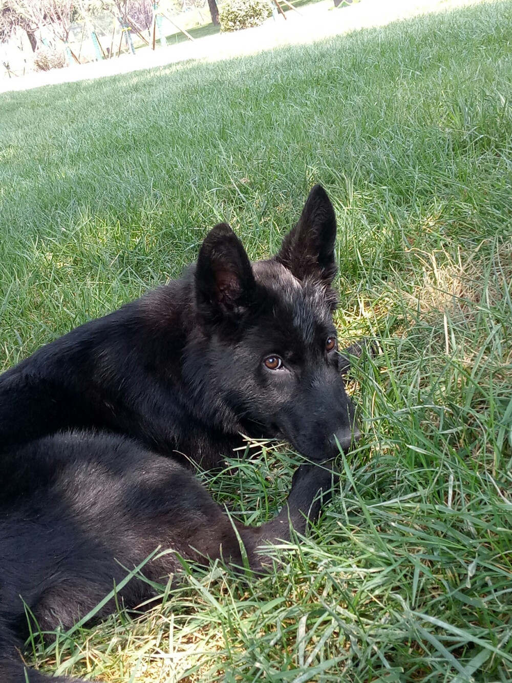 东德牧羊犬 可耐的“奶茶″