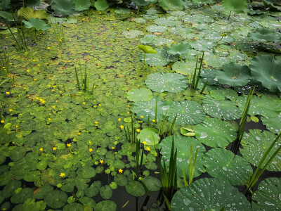 今日在田园烧烤，哪里种了白菜、茄子、辣椒、南瓜。。。附近还有荷塘，荷花