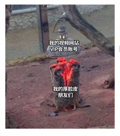 表情包