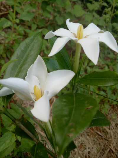 栀子花