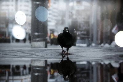 General 2048x1367 city pidgeons animals birds reflection