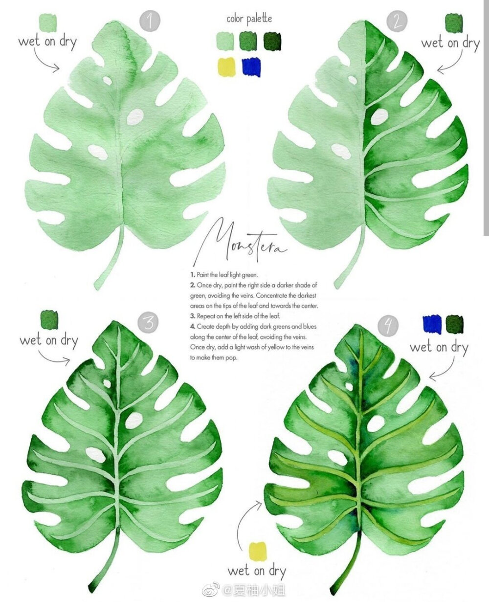 水彩植物教程