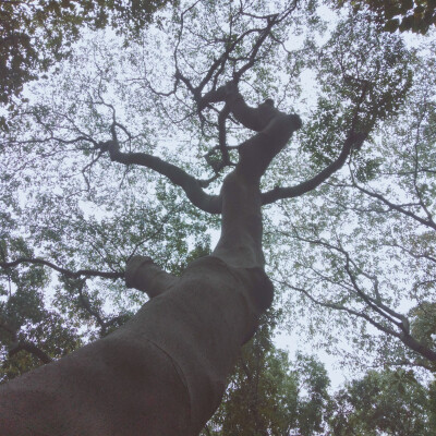 仙女屋 壁纸 背景 头像 自制禁二传