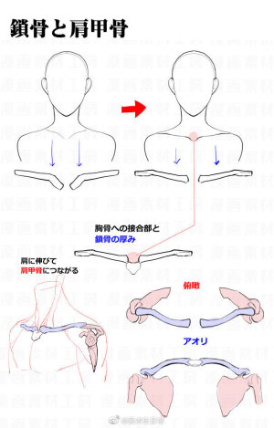 肩膀干货