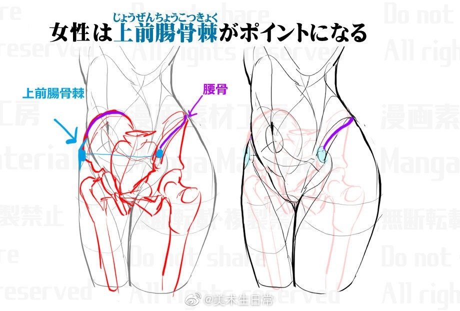 绘画胯部纯干货