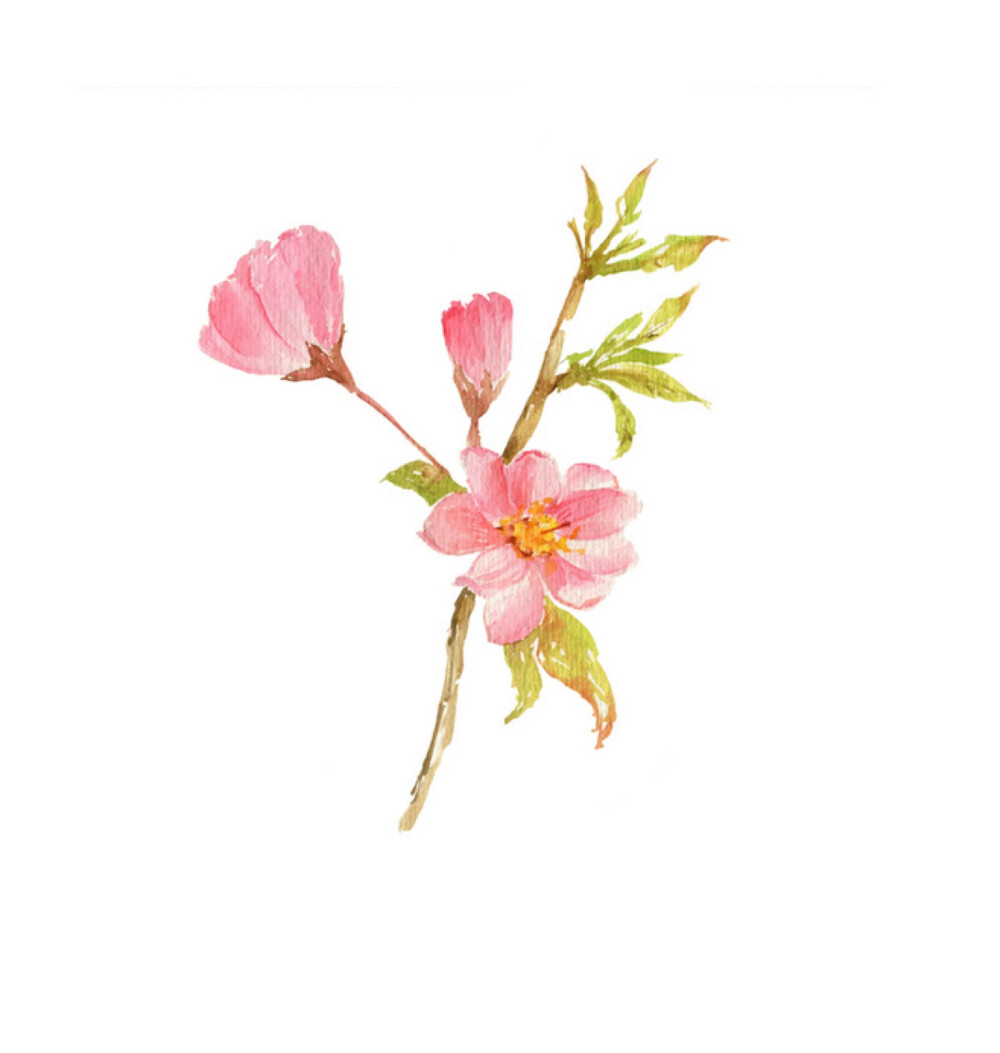 花草手绘 侵删