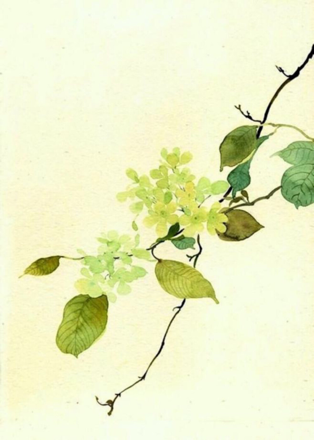 花草手绘侵删