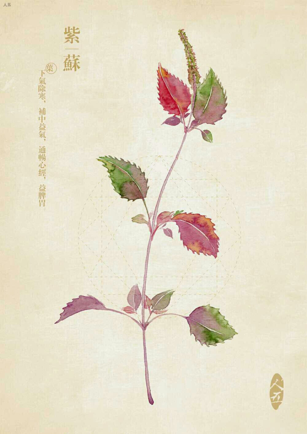 花草手绘 侵删