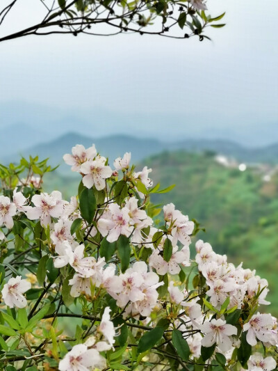 一生痴绝处，无梦到徽州