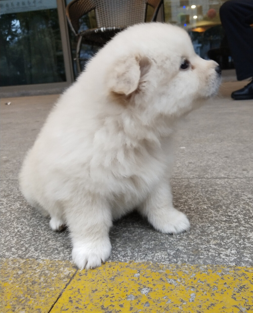 小可爱的从小到大，未完待续