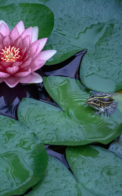 那些花儿