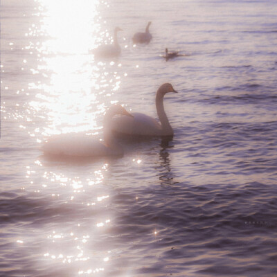 微博 ©anecho_shio