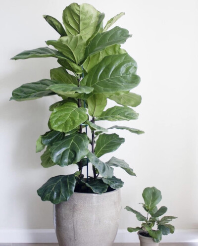 家要有绿植才能完整啊