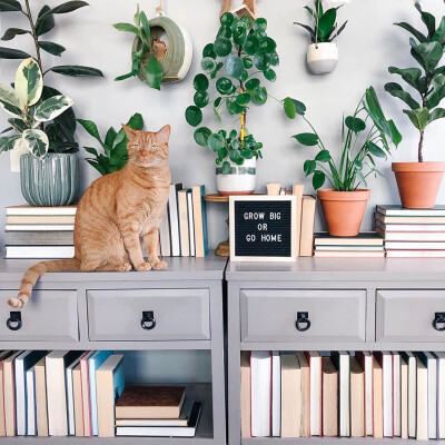 家要有绿植才能完整啊