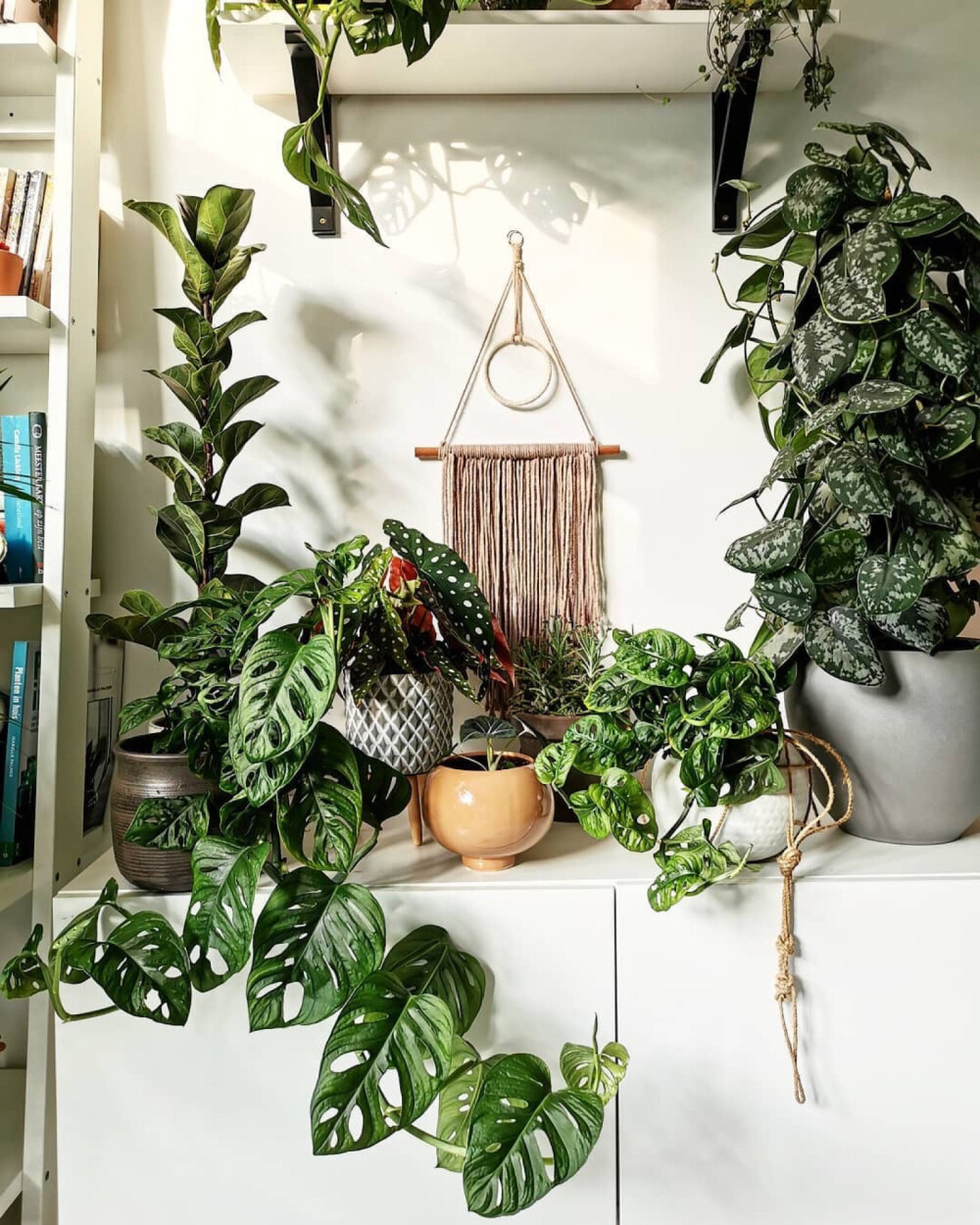 家要有绿植才能完整啊