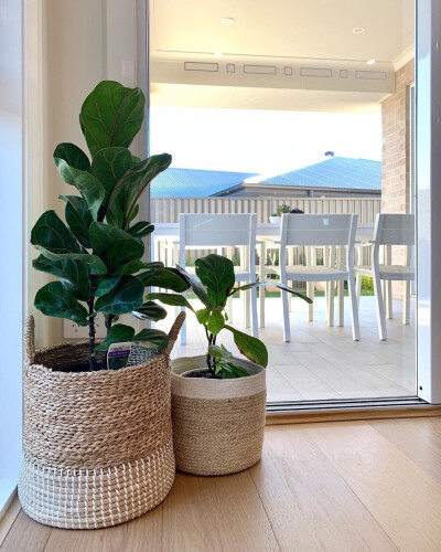 家要有绿植才能完整啊