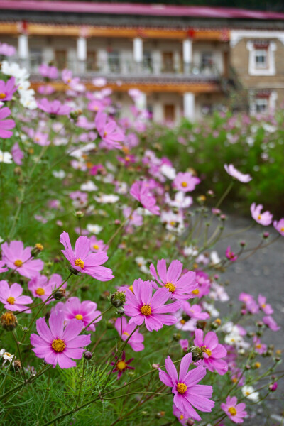 格桑花