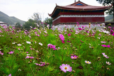 格桑花