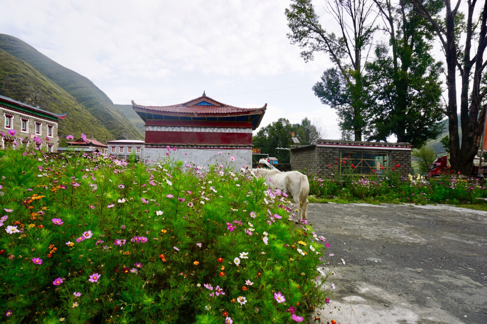 格桑花