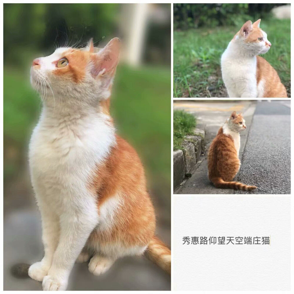 猫咪