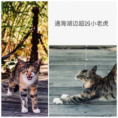 猫咪