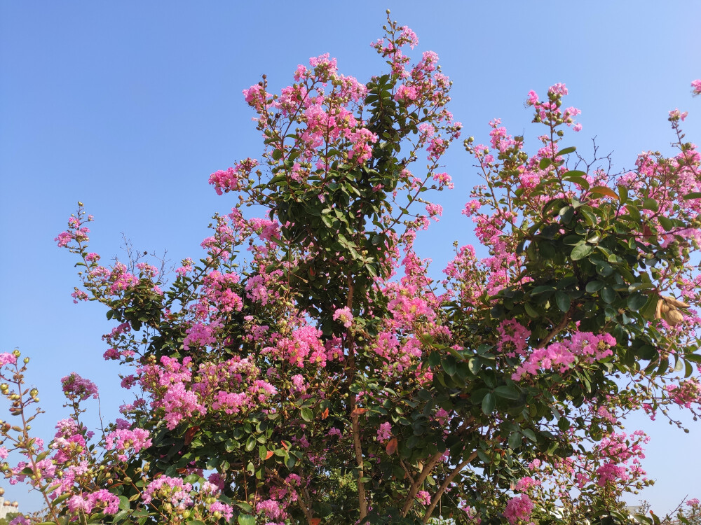 学校の花･◡･