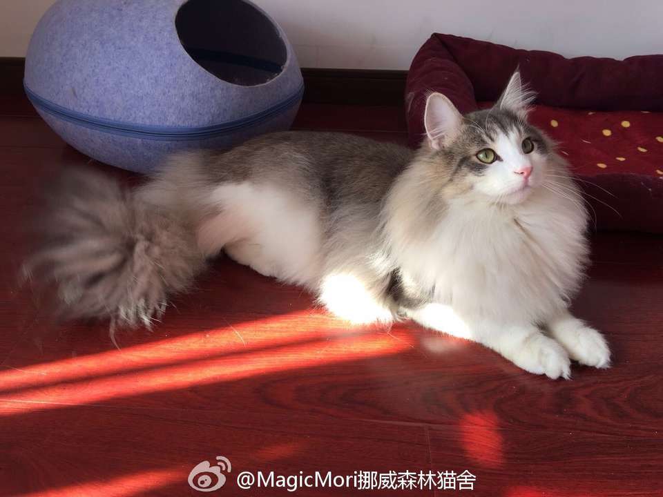 挪威森林猫