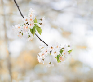 梨花开