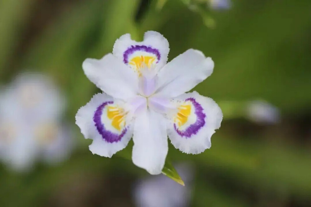 ‘化蝶’(‘Butterfly in Bloom’)——蝴蝶兰新品种
“晓蝶”与“化蝶”花色式样相似，圆润的外轮花被片垂瓣上由内至外呈现出橙色、白色、深紫色、蓝紫色四种不同的颜色，颜色多变且对比鲜明。
上海植物园鸢尾研究团队选育的‘梦蝶’（‘Butterfly Dreams’）、‘晓蝶’（‘Butterfly Dawn’）、‘化蝶’(‘Butterfly in Bloom’)和‘蝶衣’(‘Butterfly Veil’)4个蝴蝶花新品种获得美国鸢尾协会（American Iris Society）新品种登录。