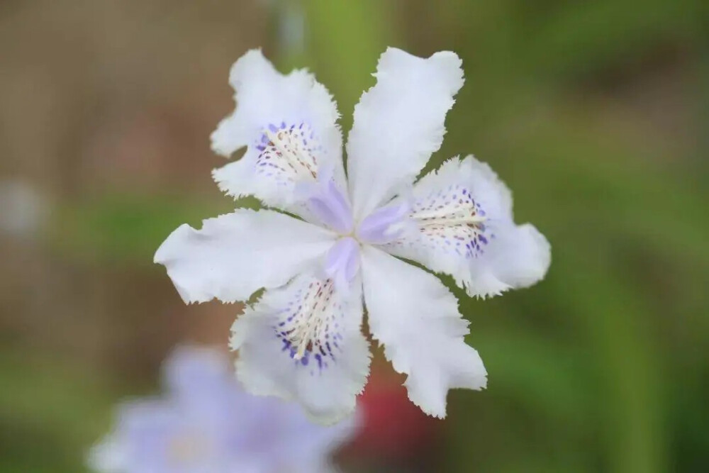 ‘蝶衣’(‘Butterfly Veil’)——蝴蝶兰新品种
“蝶衣”的花色犹如青花瓷般淡雅，其外轮花被片基部具有褐色与紫色的斑点。
上海植物园鸢尾研究团队选育的‘梦蝶’（‘Butterfly Dreams’）、‘晓蝶’（‘Butterfly Dawn’）、‘化蝶’(‘Butterfly in Bloom’)和‘蝶衣’(‘Butterfly Veil’)4个蝴蝶花新品种获得美国鸢尾协会（American Iris Society）新品种登录。