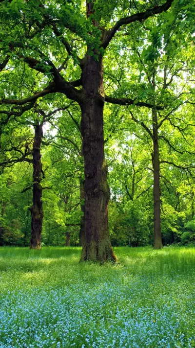 TREES INSPIRATION - 高清图片，堆糖，美图壁纸兴趣社区