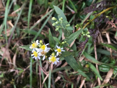 路边的小花