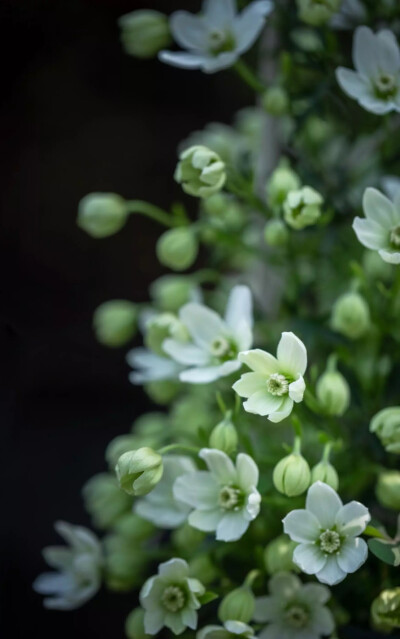 那些花儿