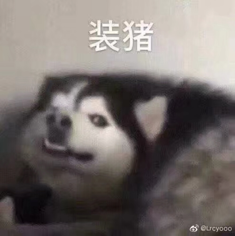 表情包