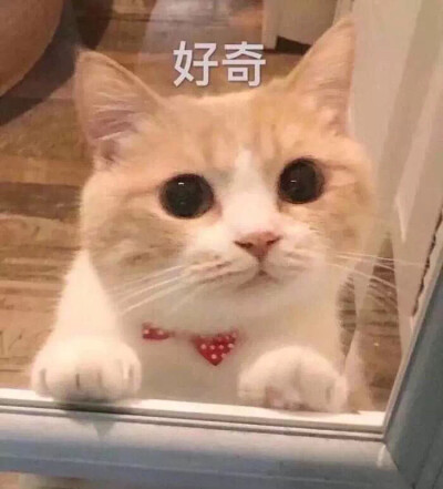 猫咪表情包