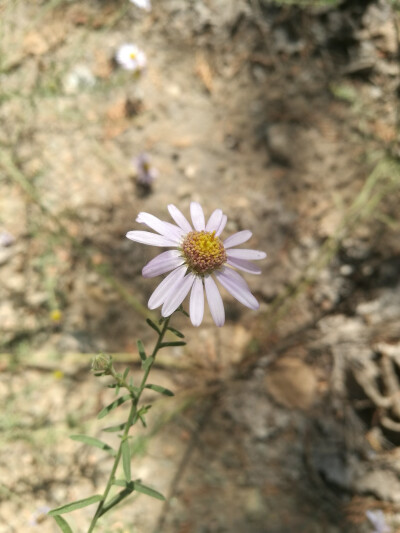 花花