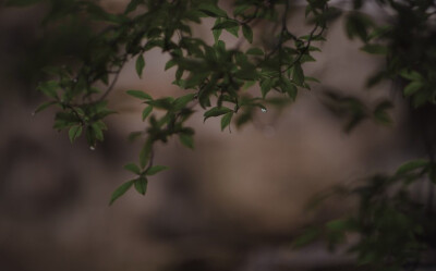 -忘尘谷中半壶纱，芙蓉雨外一袖云.-