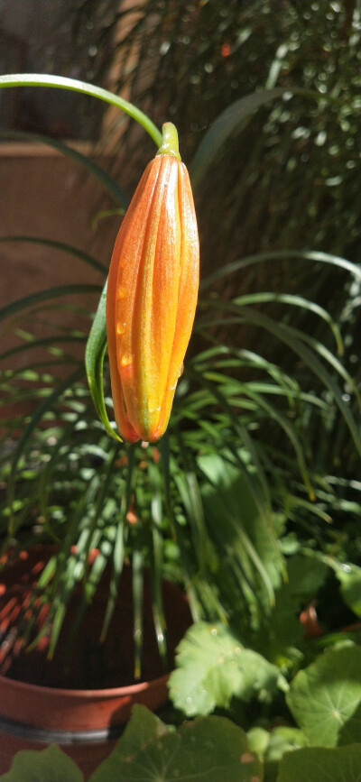 奶奶眼里的小花花