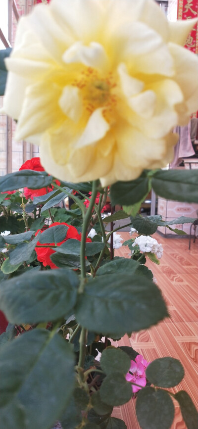 奶奶眼里的小花花