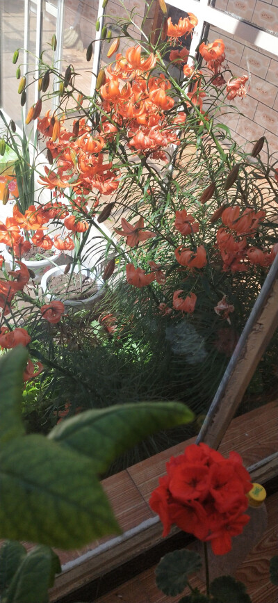 奶奶眼里的小花花