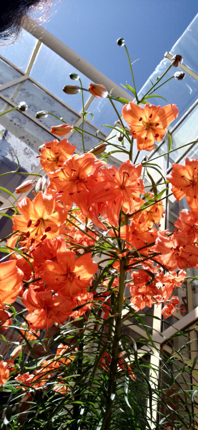 奶奶眼里的小花花