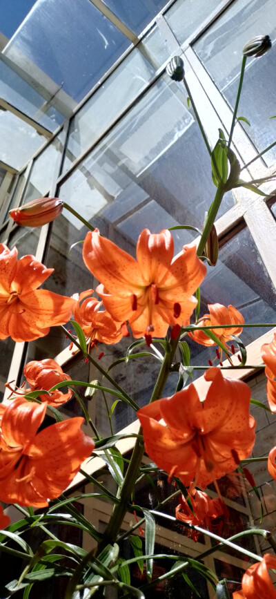 奶奶眼里的小花花