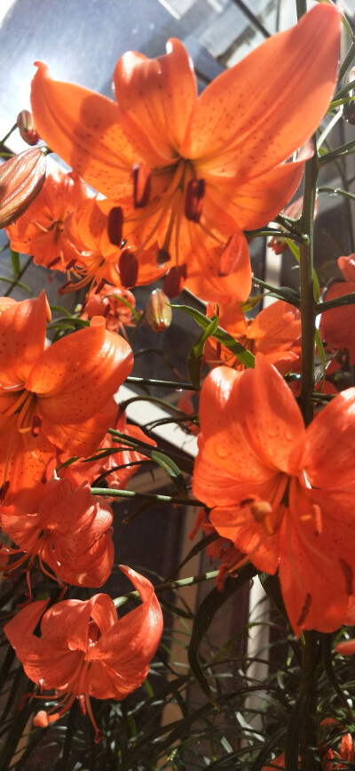 奶奶眼里的小花花