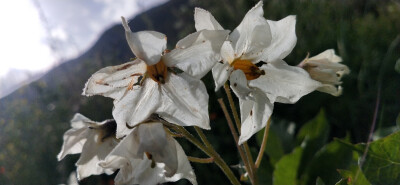 奶奶眼里的小花花