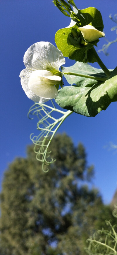 奶奶眼里的小花花